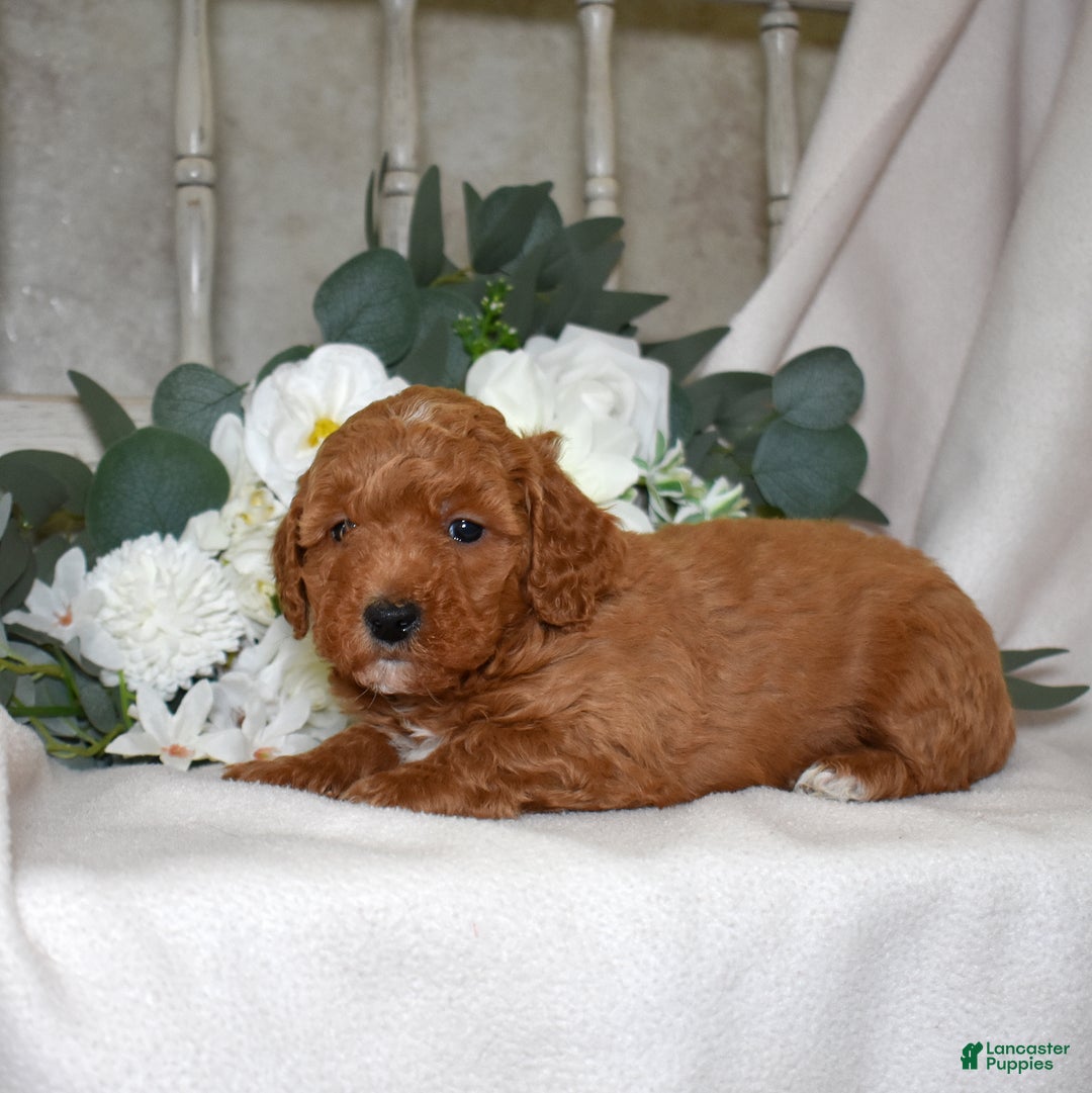 Miniature Poodle dogs for sale: Justin - Ad 6