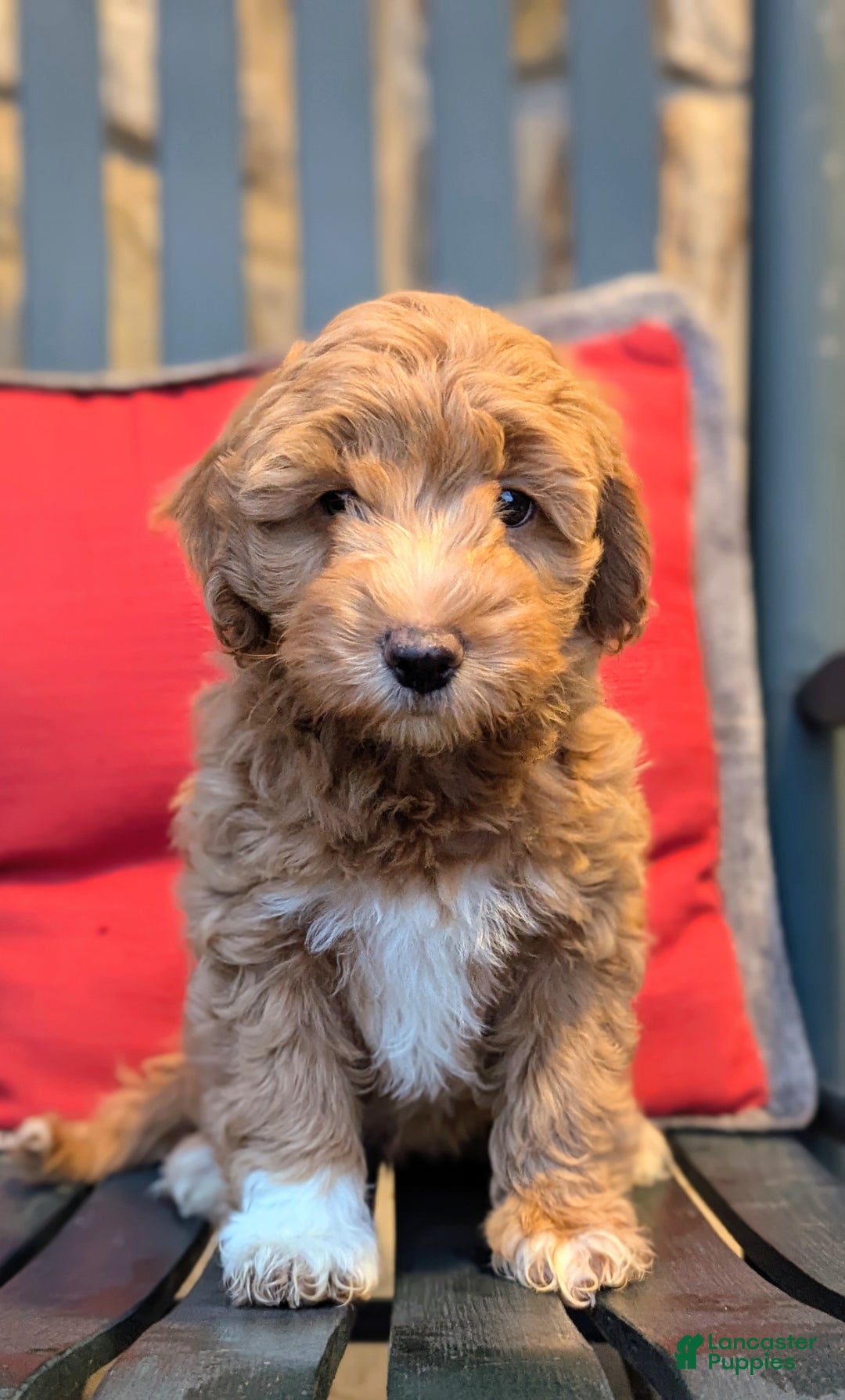 Mini Aussiedoodle dogs for sale: Hazel - Ad 1