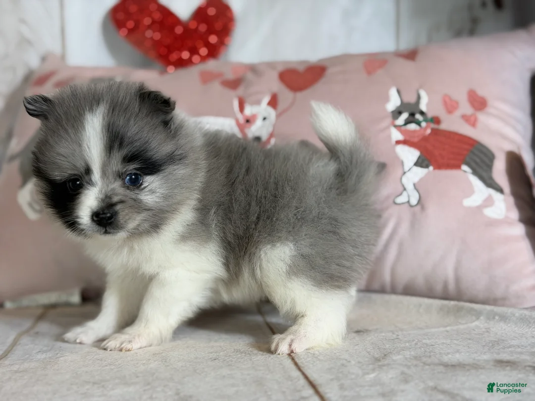 Pomeranian dogs for sale: Cupid blue eye  - Ad 3