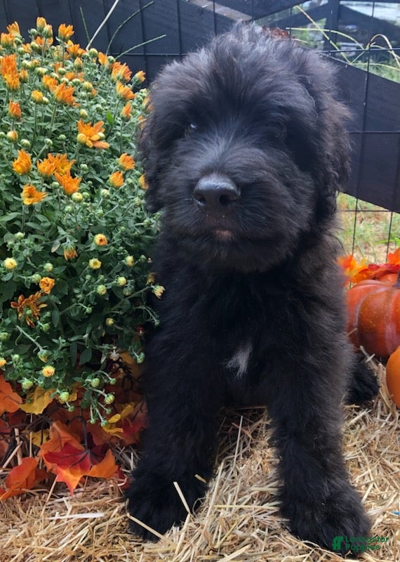 Bouvier des Flandres
