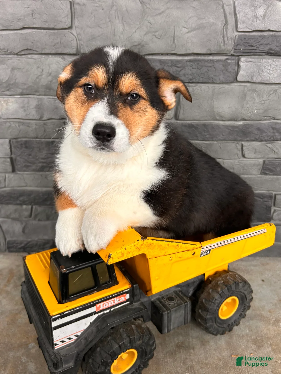 Welsh Corgi Pembroke dogs for sale: Cleo - Ad 3