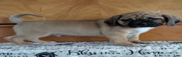 Puggle dogs for sale: Chance  - Ad 8
