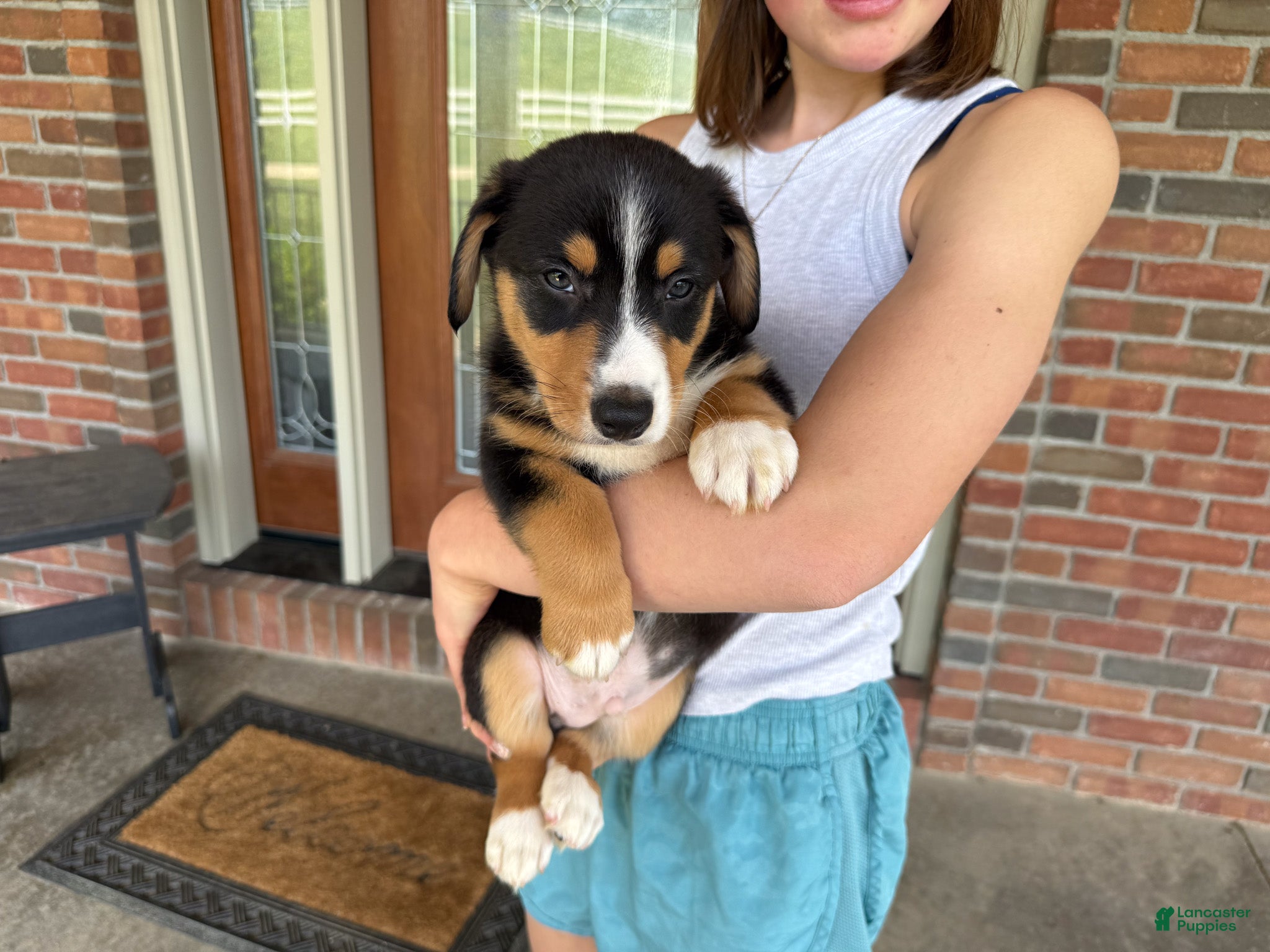 Mixed Breed dogs Grant - Ad 1