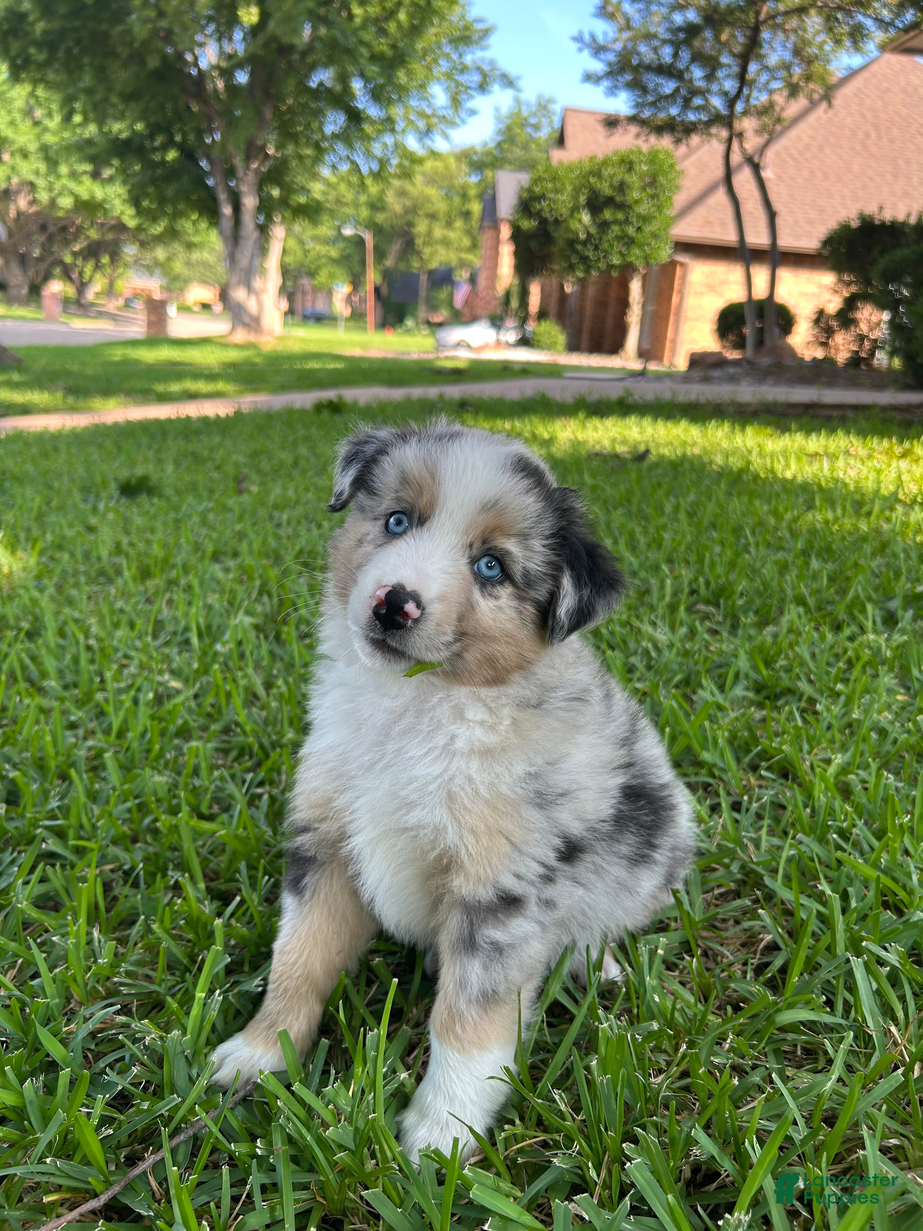 Miniature Australian Shepherd dogs Atlas - Ad 8