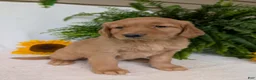 Golden Retriever dogs for sale: Liberty  - Ad 5