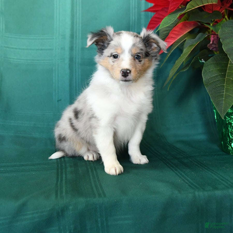 Shetland Sheepdog dogs Marcie - Ad 9