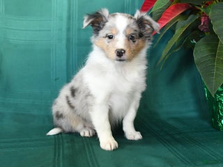 Shetland Sheepdog dogs Marcie - Ad 28
