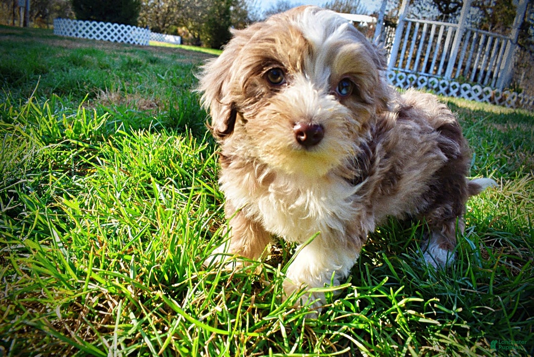 Havapoo dogs for sale: Oakley - Ad 7