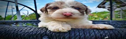Havapoo dogs for sale: Simba - Ad 3