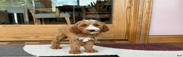 Cockapoo dogs for sale: Dolly - Ad 7