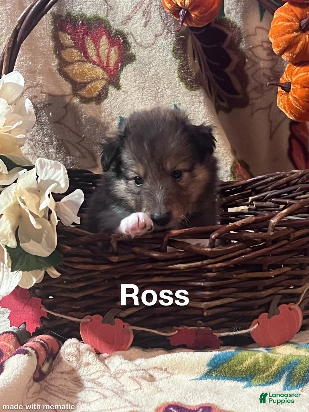 Shetland Sheepdog dogs for sale: Ross - Ad 2