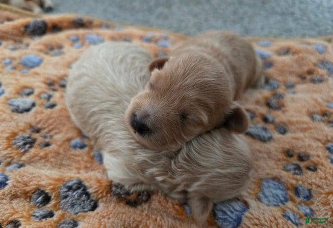 Maltipoo dogs for sale: Alexa - Ad 4