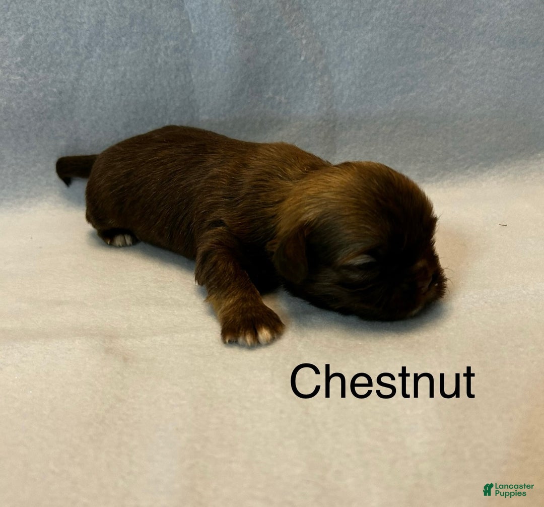 Lhasa Apso dogs for sale: Lhasa Apso Puppy 2 - Ad 2