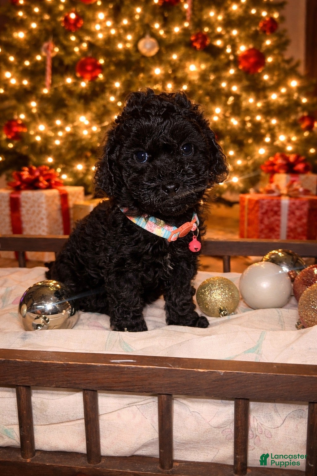 Toy Poodle dogs for sale: Toy Poodle Puppy 1 - Ad 1