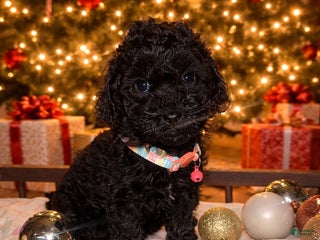 Toy Poodle dogs for sale: Toy Poodle Puppy 1 - Ad 1