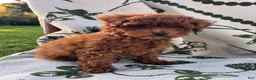 Toy Poodle dogs for sale: Sven - Ad 4