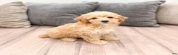 Miniature Poodle dogs for sale: Scarlett - Ad 3
