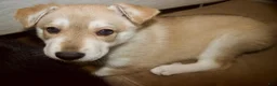 Gerberian Shepsky dogs for sale: Lagertha - Ad 5
