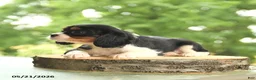 Cavalier King Charles Spaniel dogs for sale: Belle  - Ad 3