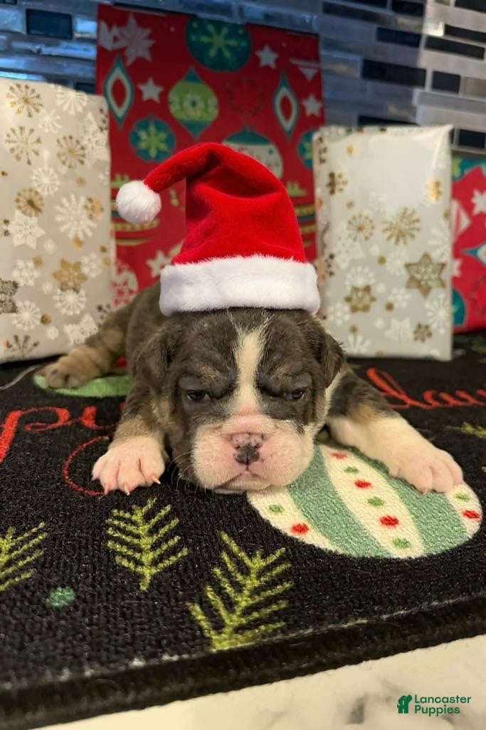 English Bulldog dogs Blue Female - Ad 22