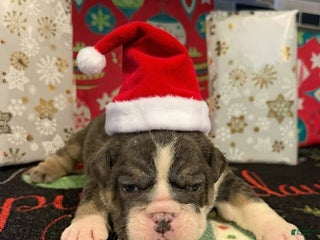 English Bulldog dogs Blue Female - Ad 23