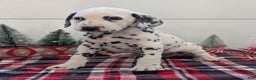 Dalmatian dogs for sale: Jack - Ad 4
