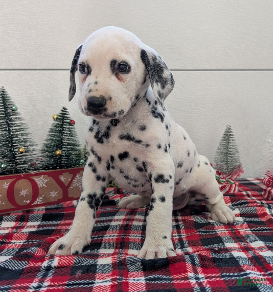 Dalmatian dogs for sale: Jack - Ad 4