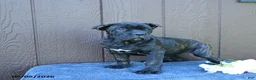 Cane Corso dogs for sale: Beauty - Ad 5