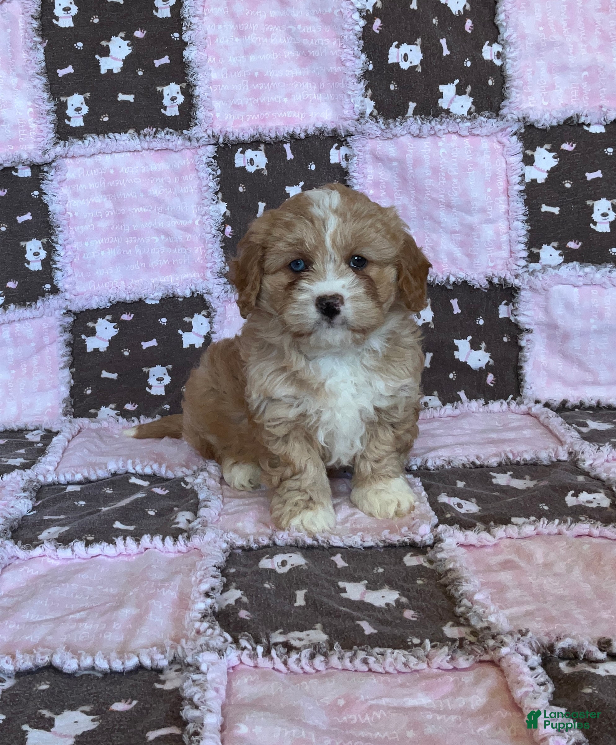 Cavapoo dogs Cheyenne - Ad 1