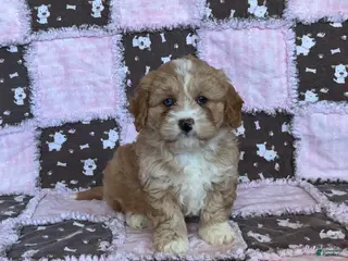 Cavapoo dogs for sale: Cheyenne - Ad 1