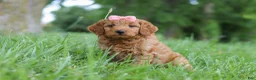 Mini Goldendoodle dogs for sale: Beauty - Ad 3