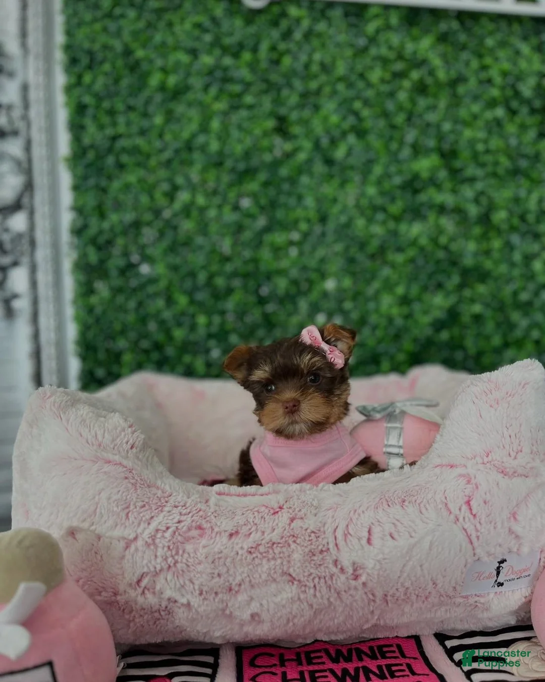 Yorkiepoo dogs for sale: Yorkiepoo Puppy 1 - Ad 2