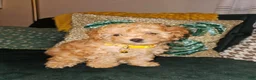 Toy Poodle dogs for sale: Honey- Potty Trained 5lbs Full GROWN - Ad 5