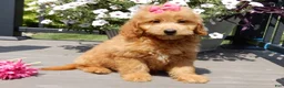 Mini Goldendoodle dogs for sale: Abby - Ad 5