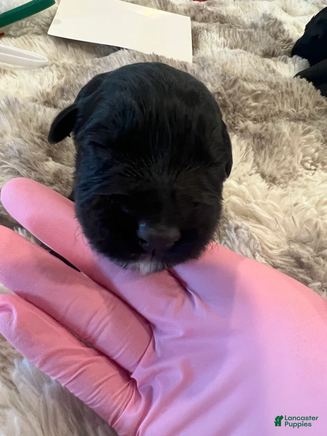Giant Schnauzer dogs for sale: Adelaide “Addie” - Ad 4