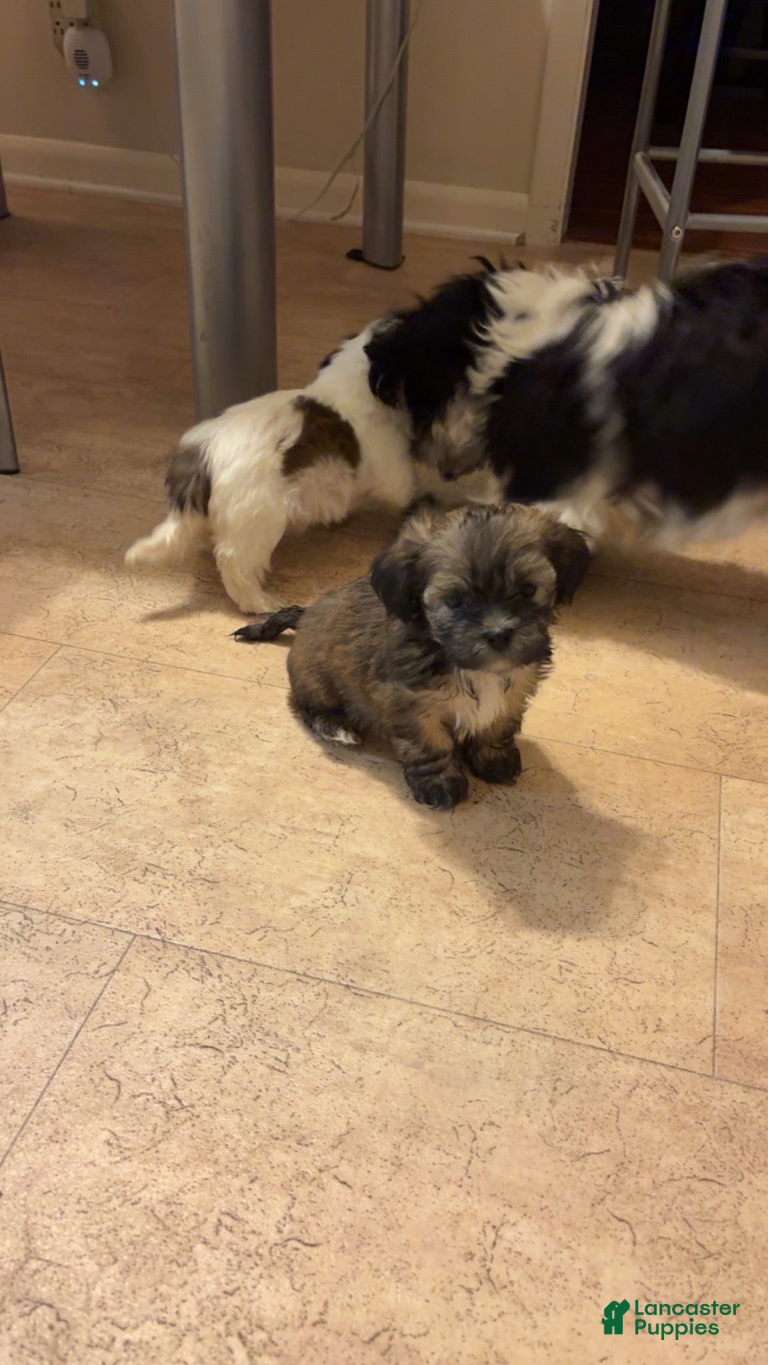Shorkie dogs Shorkie 1 - Ad 9