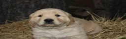 Golden Retriever dogs for sale: Gabby - Ad 7