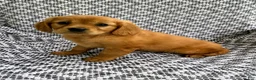 Miniature Golden Retriever dogs for sale: Maple - Ad 5