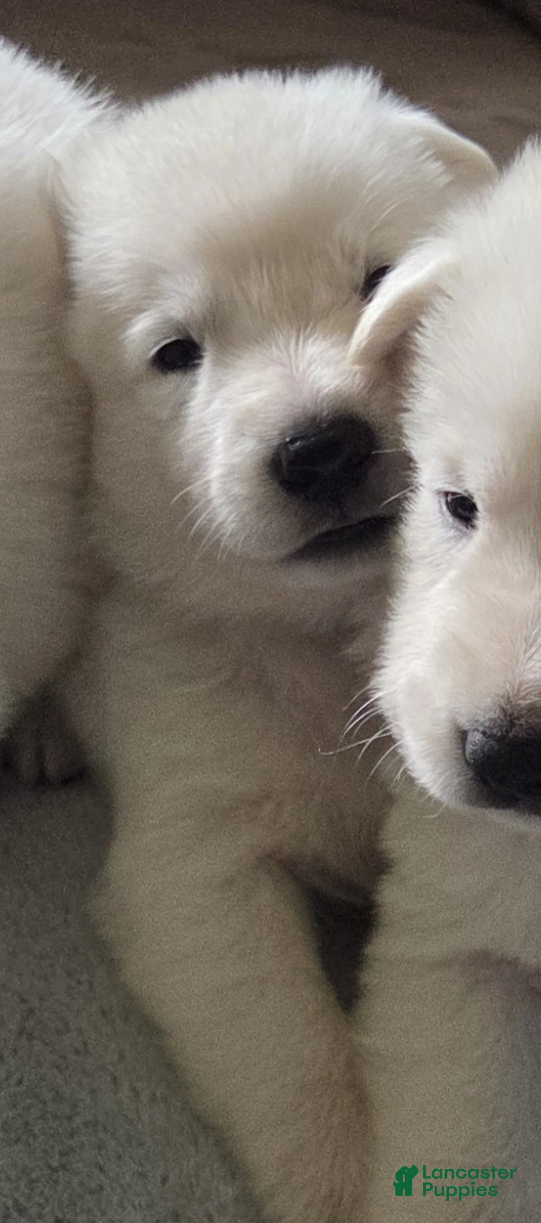 German Shepherd dogs for sale: Black - Ad 2
