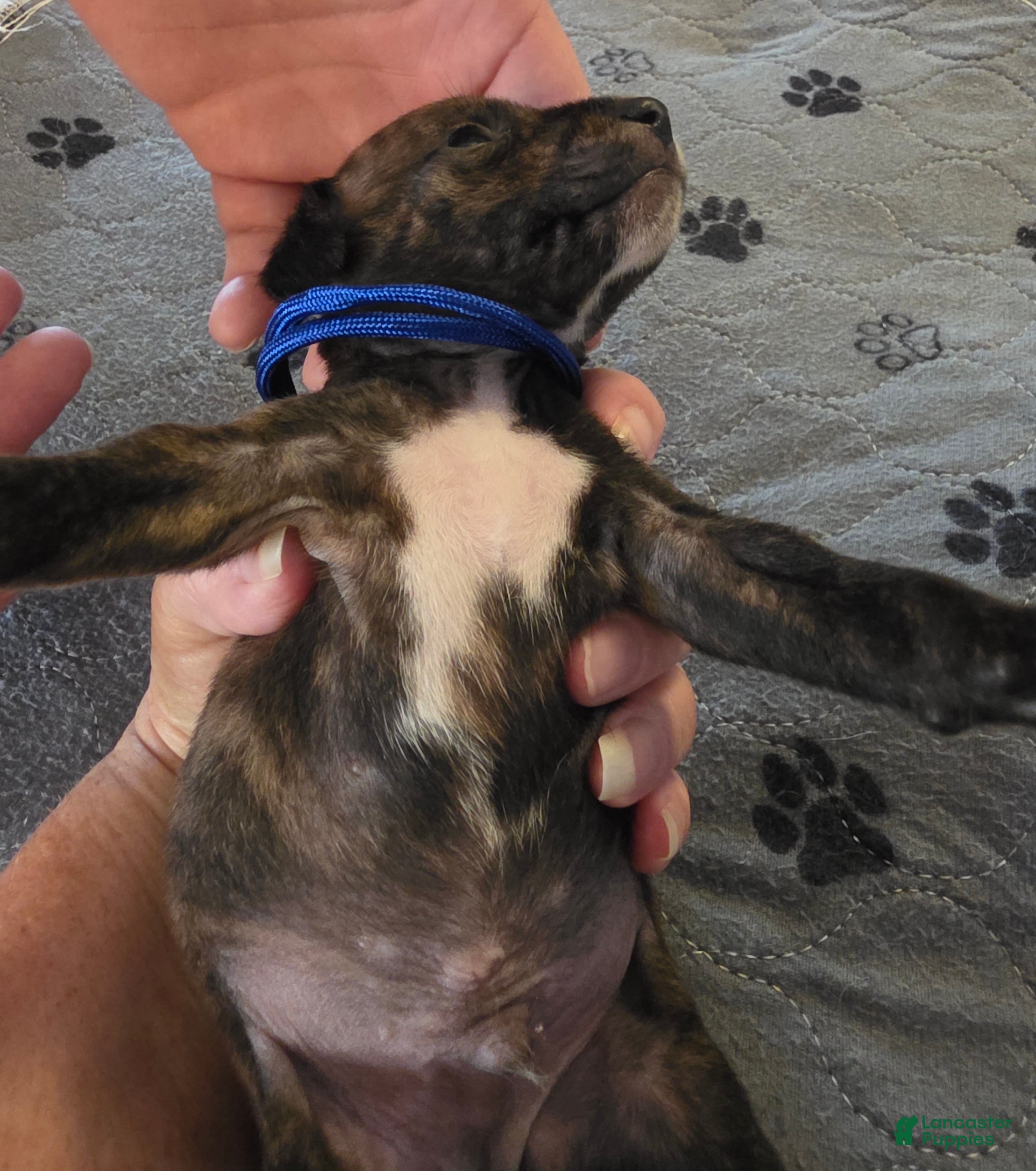 Miniature Pinscher dogs J-dark blue - Ad 2
