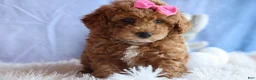 Miniature Poodle dogs for sale: ANGIE - Ad 6