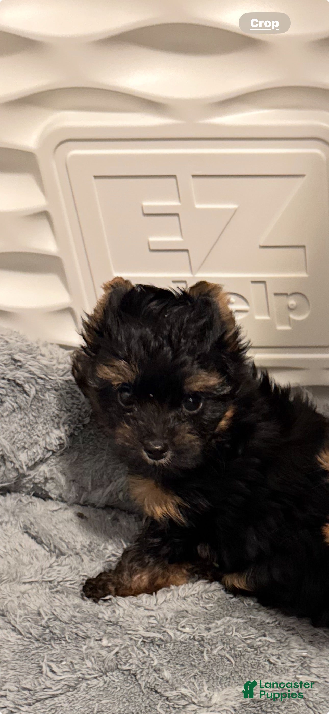 Yorkshire Terrier dogs Yorkshire Terrier 2 Girl - Ad 2