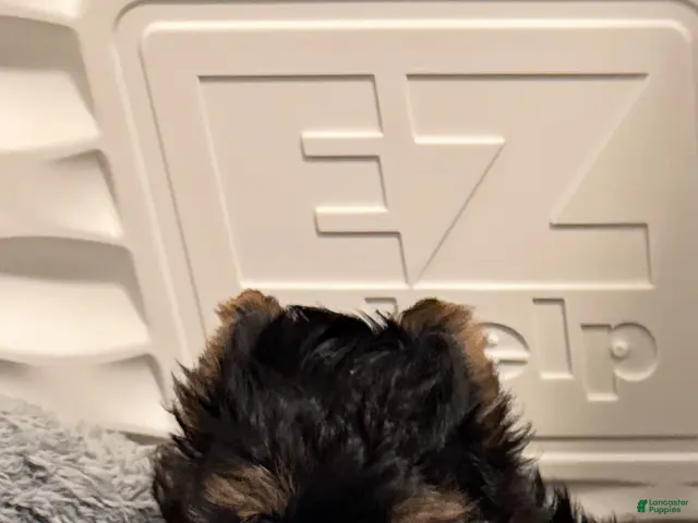 Yorkshire Terrier dogs Yorkshire Terrier 2 Girl - Ad 2