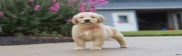 Golden Retriever dogs for sale: Ellie - Ad 6