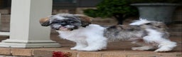 Shih Tzu dogs for sale: Snickers (Neutered) - Ad 19