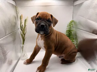 Boxer dogs Coco - Ad 22