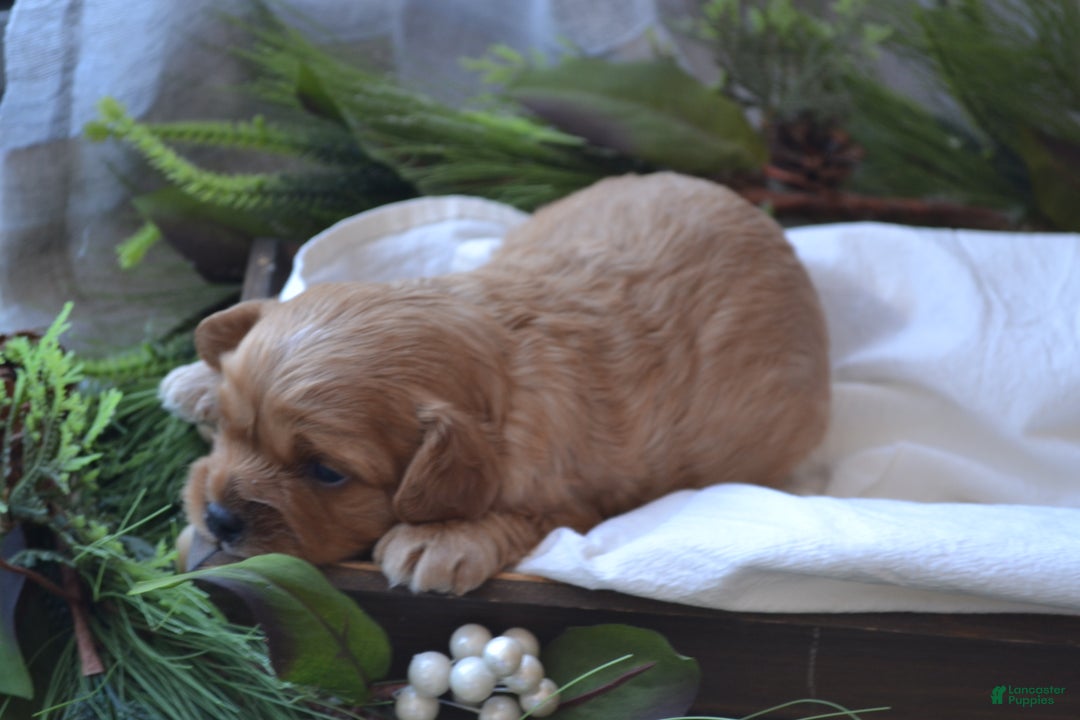 Cavapoo dogs for sale: Graham - Ad 4