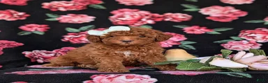 Jemma Hypoallergenic