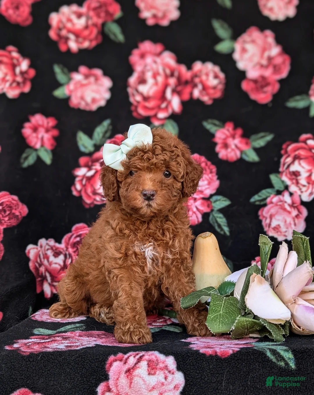 Cockapoo dogs for sale: Jemma Hypoallergenic - Ad 1