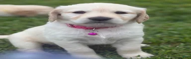 Golden Retriever 3 pink collar